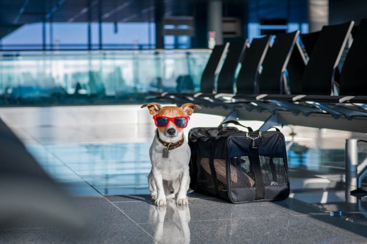 Köpeklerin Yolculukta Uyutulması Nasıl Olur?
