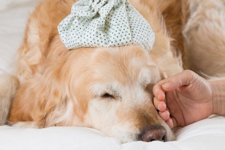 Köpekte Mantar İnsana Bulaşır Mı?