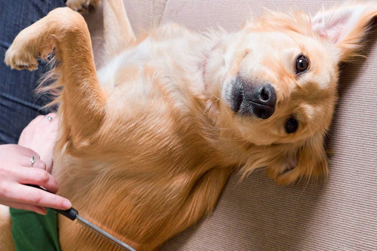 Köpekteki Pire Evde Nasıl Temizlenir?