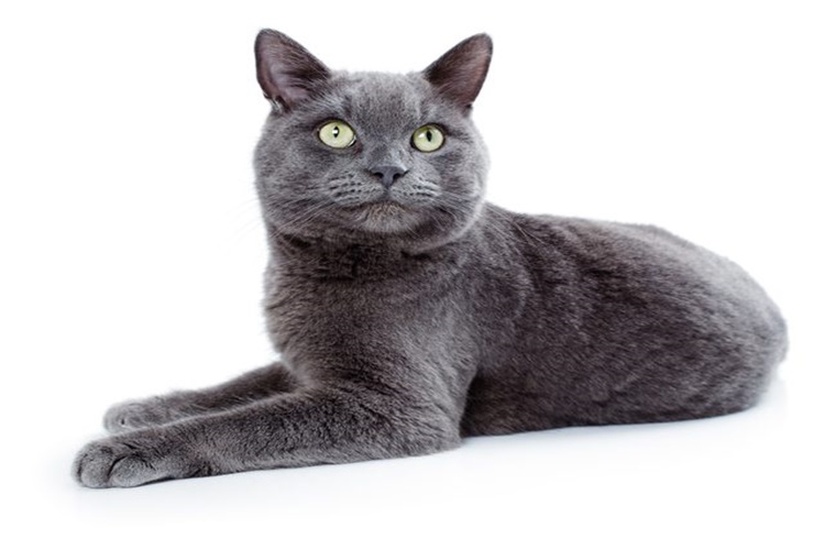 Korat Kedi Fiyatları Nedir?