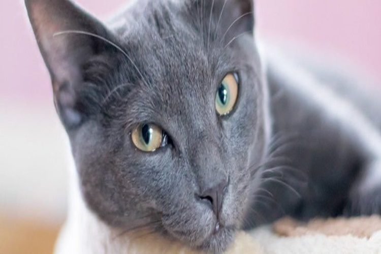 Korat Kedi Özellikleri Nelerdir?