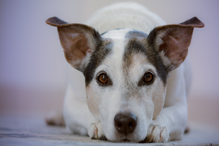 Korkak Köpek Nasıl Eğitilir?