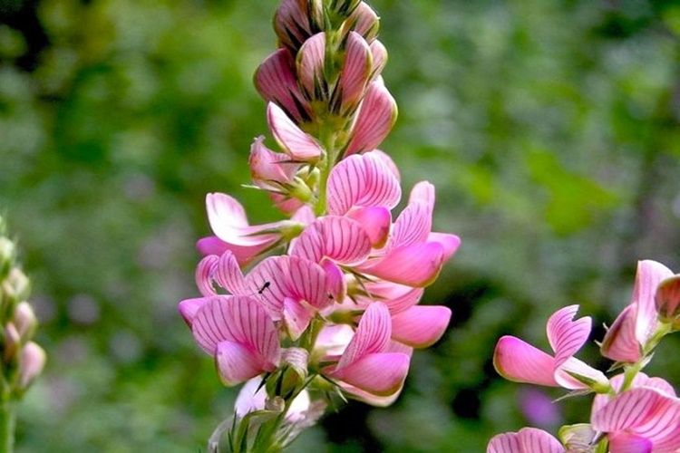 Korunga Çiçeği İle İlgili Merak Edilenler Nelerdir?