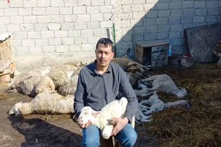 Koyun Çiçek Hastalığı İnsana Bulaşır Mı?