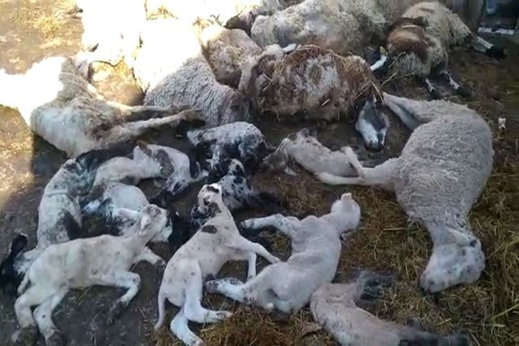  Koyunlarda Çiçek Hastalığı İnsana Bulaşır Mı?