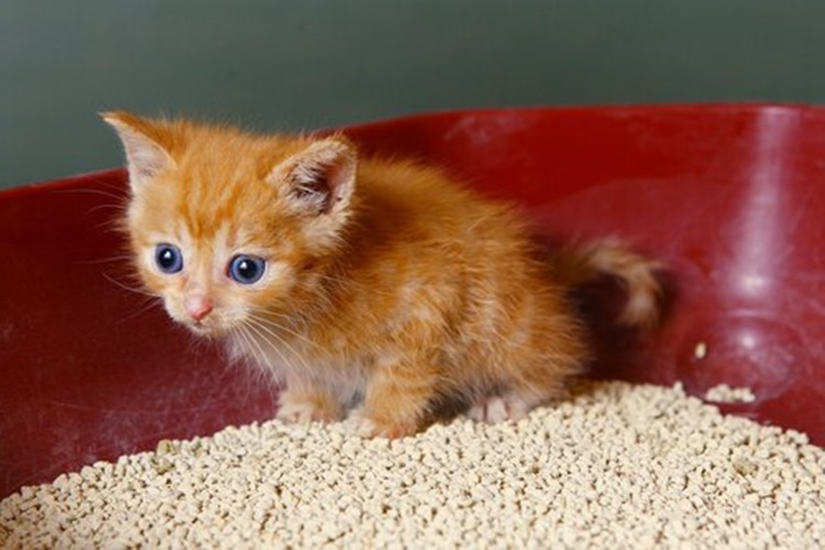 Kristal Kedi Kumu Koku Yapar Mı?