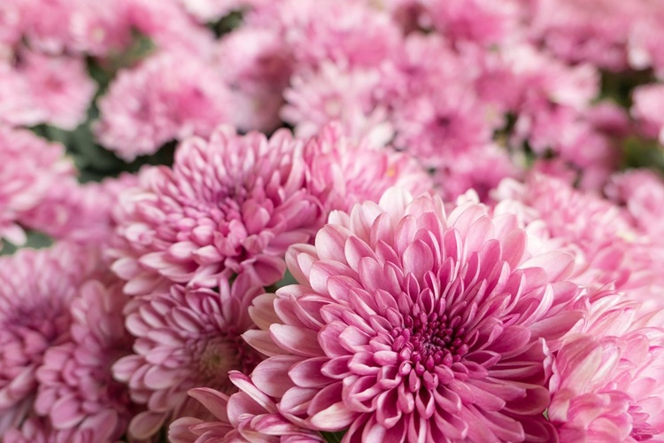 Krizantem Nasıl Kurutulur?