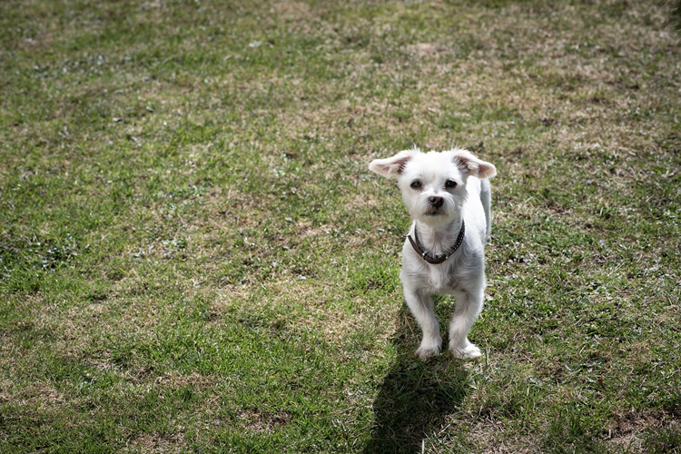 Küçük Fincan Köpek Fiyatı Ne Kadar?