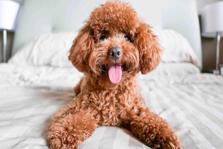 Küçük Irk Köpekler Nasıl Eğitilir?