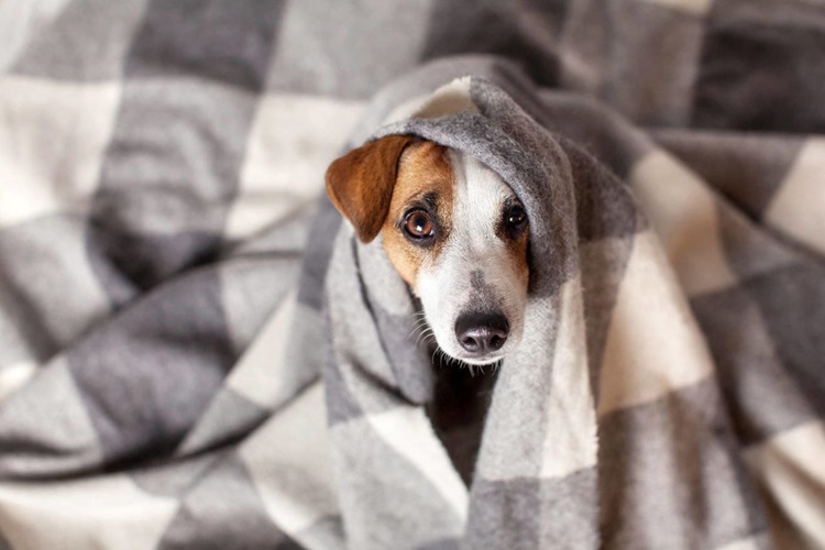 Küçük Irk Köpekler Neden Titrer?