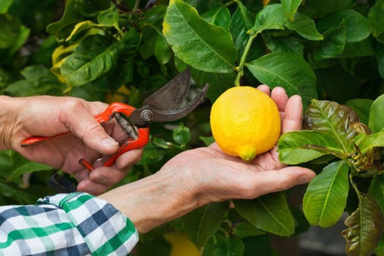 Küçük Limon Ağacı Nasıl Budanır?
