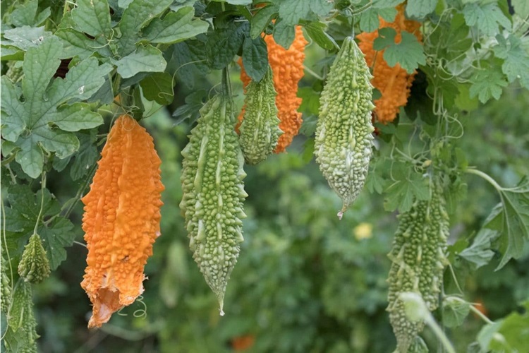 Kudret Narı Tohumu Nasıl Ekilir?