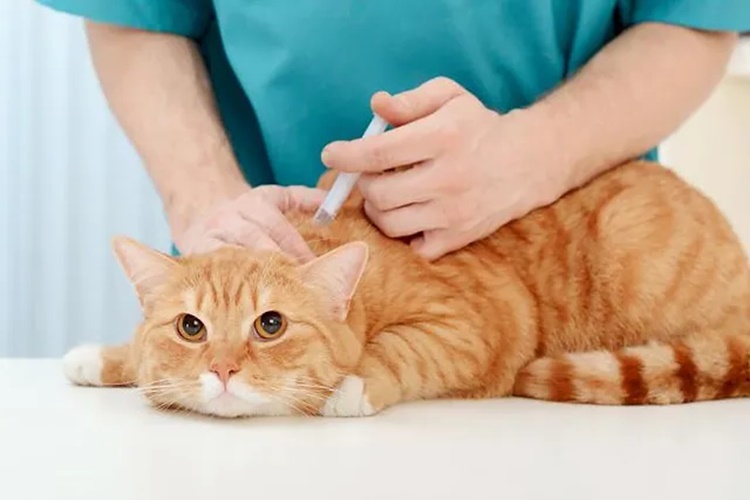 Kuduz Kedi Kaç Gün Yaşar?