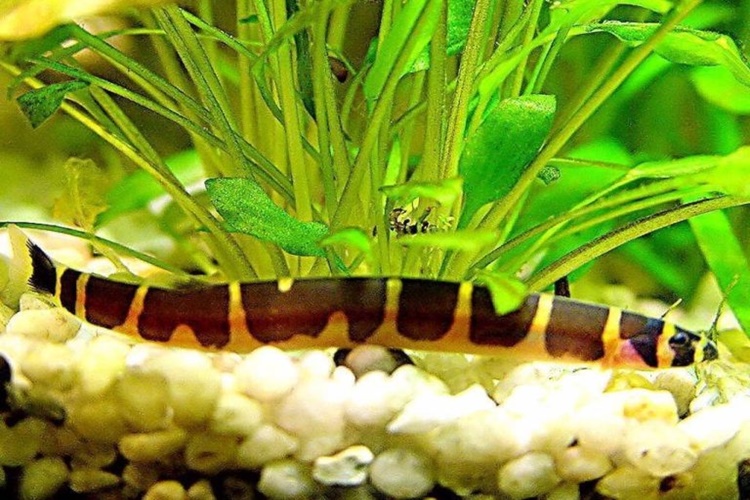  Kuhli Loach Balığı Hangi Balıklarla Yaşar?