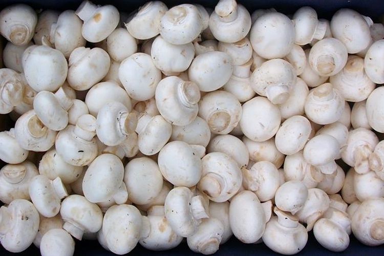 Kültür Mantarı Buzluğa Atılır Mı?