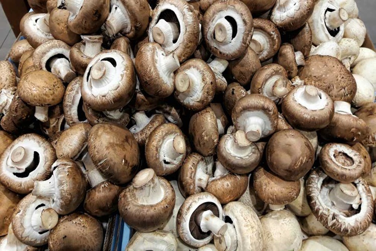 Kültür Mantarı Mangalda Nasıl Yapılır?