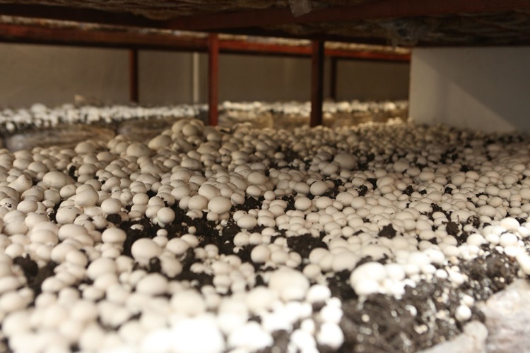 Kültür Mantarı Pişme Süresi Nedir?