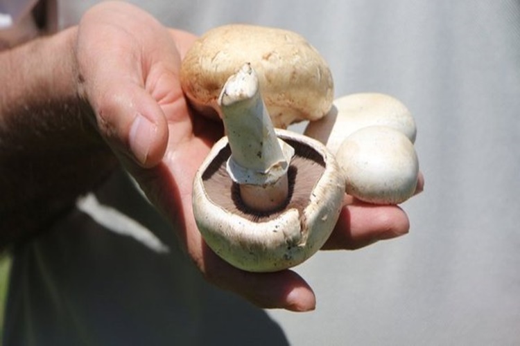 Kültür Mantarı Zehirlenmesi Belirtileri Nelerdir?