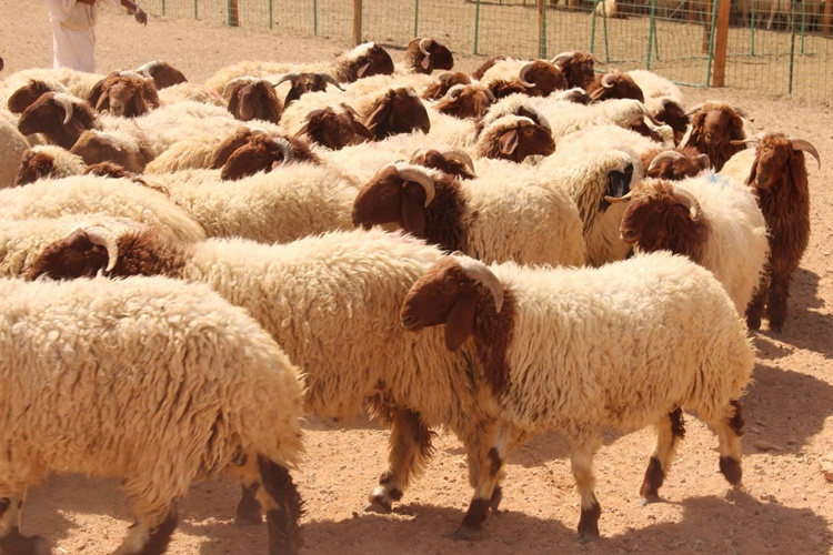 Kurban Eti Arabada Nasıl Taşınır?