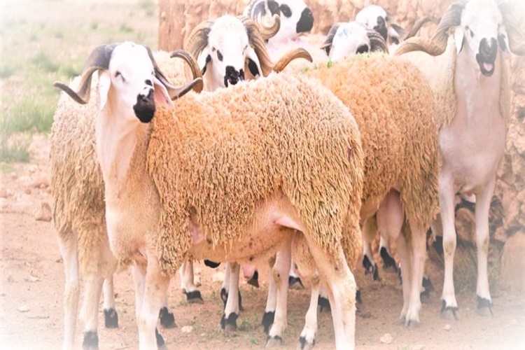 Kurban Eti Bağışlanır Mı?