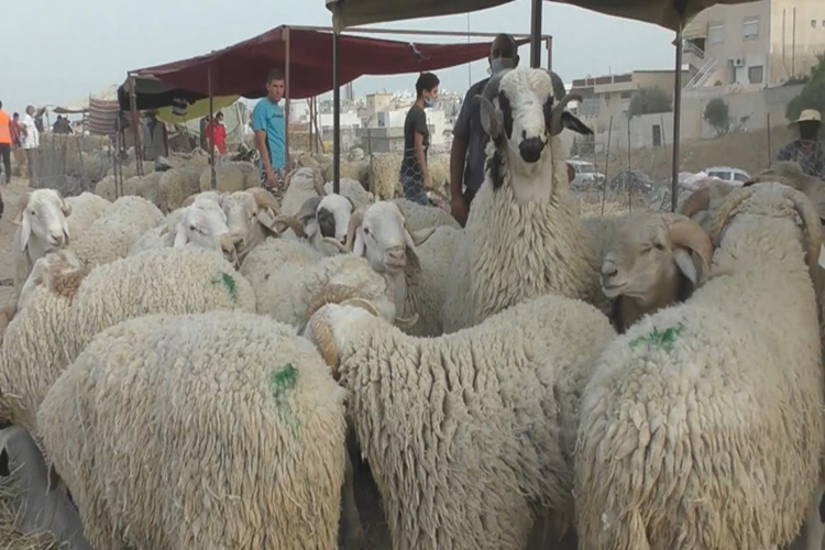 Kurban Etinin Üç Günden Fazla Bekletilmesi Haram Mıdır?