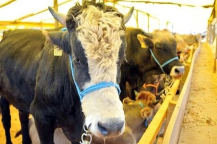 Kurban Etinin Üçe Bölünmesi Haram Mıdır?