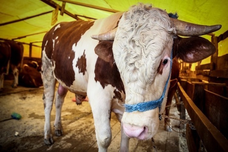 Kurban Hissesi Kaça Bölünür?