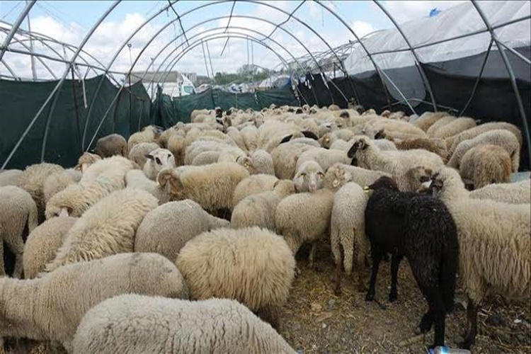 Kurban Hissesi Tek Sayı Mı Olmalı?