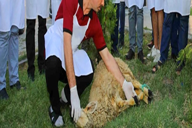 Kurbanın Şah Damarı Ne Zaman Kesilir?