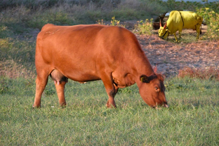 Kurbanlık Dana Kaç Yaşında Olmalı?