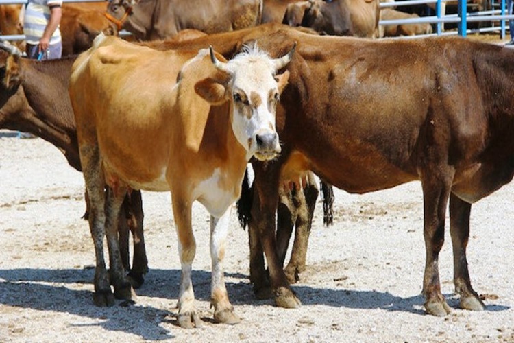 Kurbanlık Düve Alırken Nelere Dikkat Edilmeli?