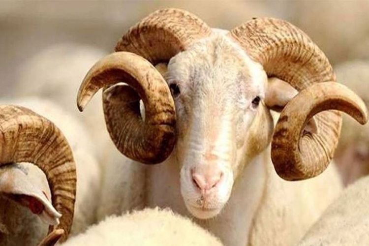 Kurbanlık Koç Kaç Aylık Olmalı?