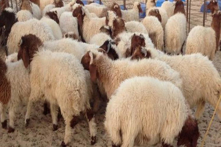 Kurbanlık Koyun Nasıl Beslenir?