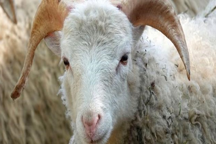 Kurbanlık Koyun Nasıl Seçilir?