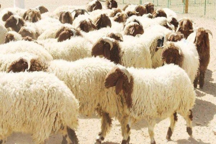 Kurbanlık Koyun Zekât Olarak Sayılır Mı?