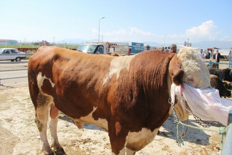Kurbanlık Nasıl Yatırılır?