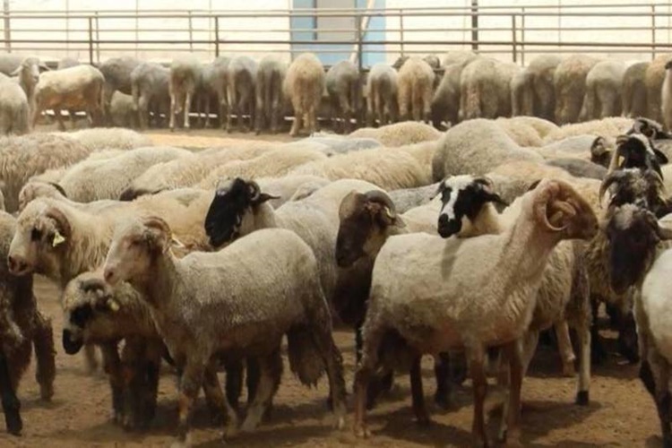 Kurbanlık Yetiştiriciliği Karlı Mıdır?