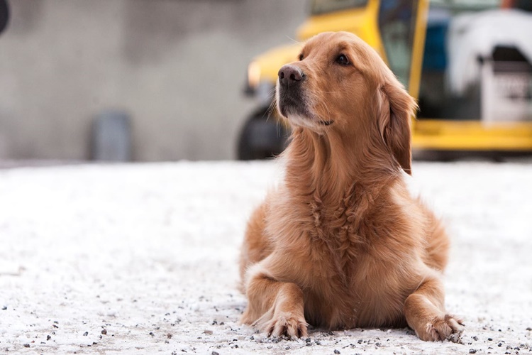 Kuru Fasulye Köpeklere Zararlı Mı?