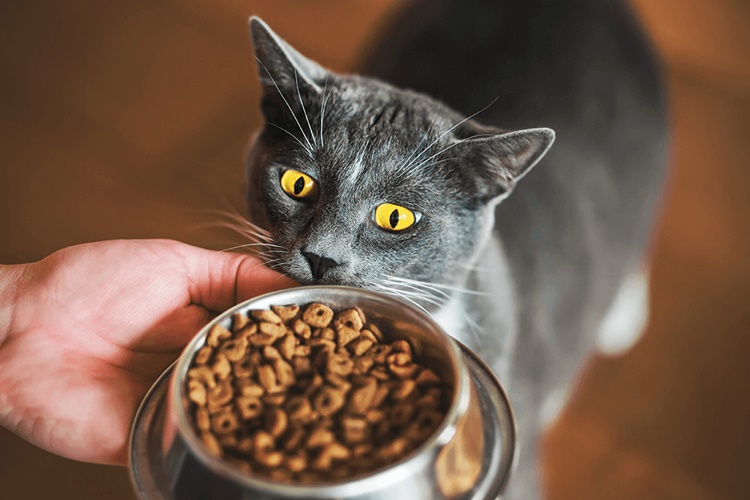Kuru Kedi Maması Neyden Yapılır?