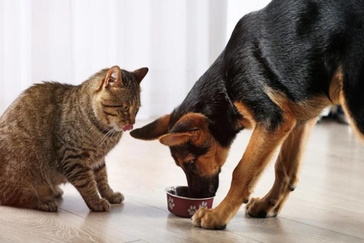 Kuru Köpek Mamasını Kedi Yer Mi?