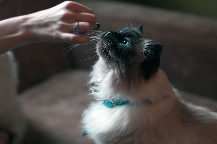 Kuzu Etli Kedi Maması Tüy Döker Mi?