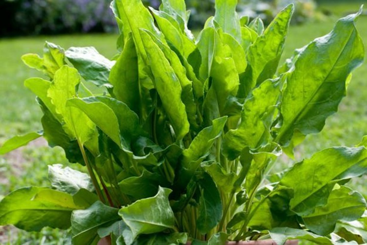 Kuzukulağı Kaç Kaloridir?