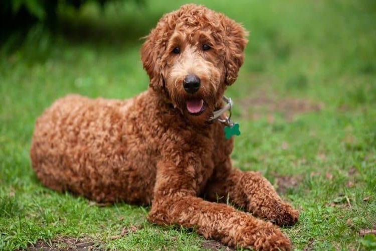 Labradoodle Tüy Döker Mi?