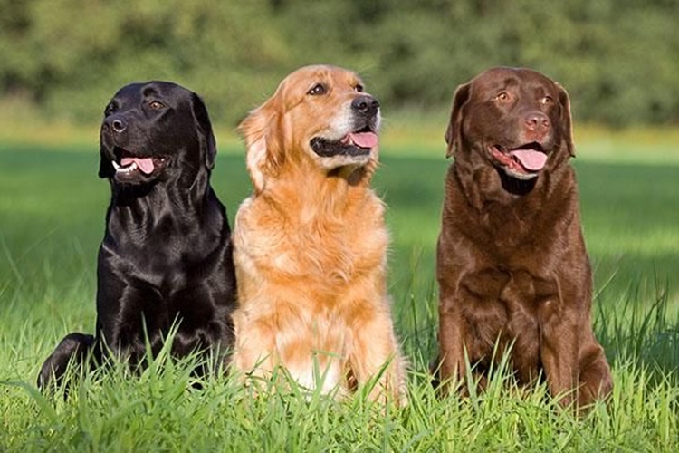 Labrador Fiziksel Özellikleri