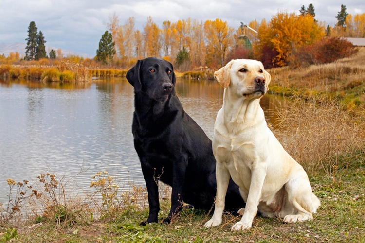 Labrador Hakkında Merak Edilen Bilgiler