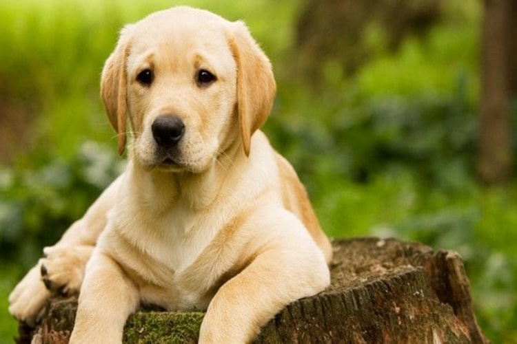 Labrador Hangi Irk?