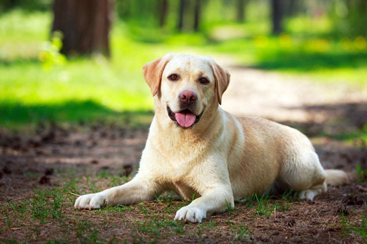 Labrador Hastalıkları Nelerdir?