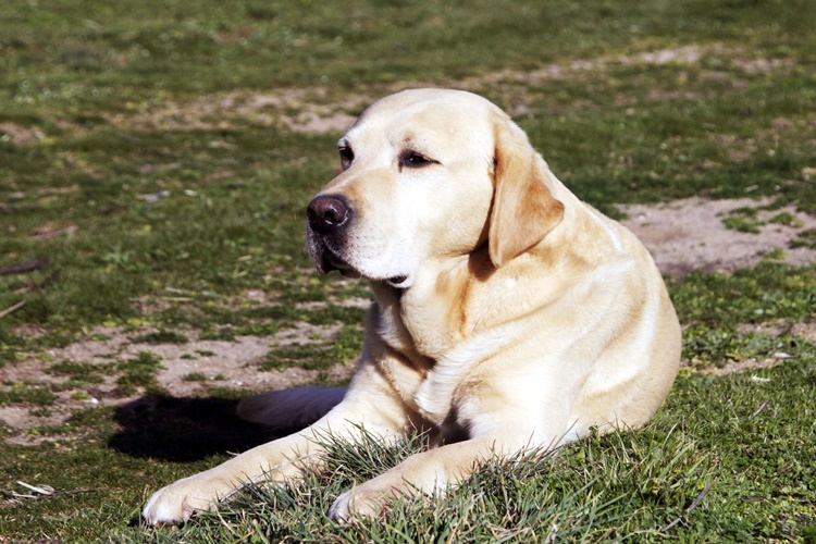 Labrador Isırır Mı?