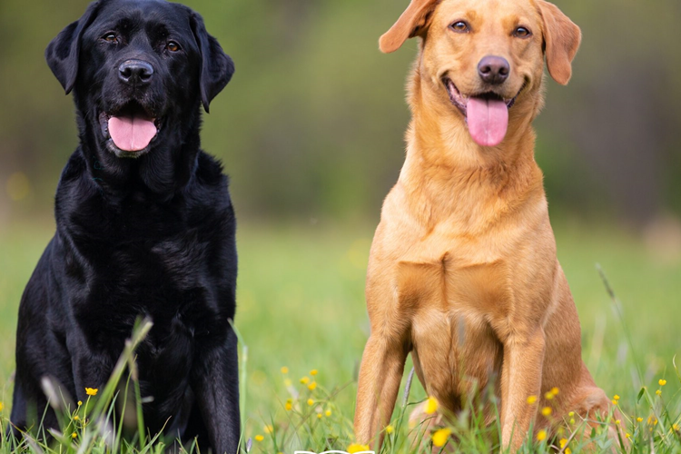 Labrador Nasıl Eğitilir?