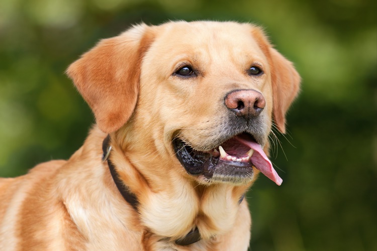 Labrador Özellikleri Nelerdir? 